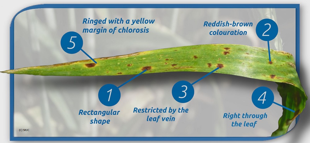 How to identify ramularia leaf spot symptoms in barley